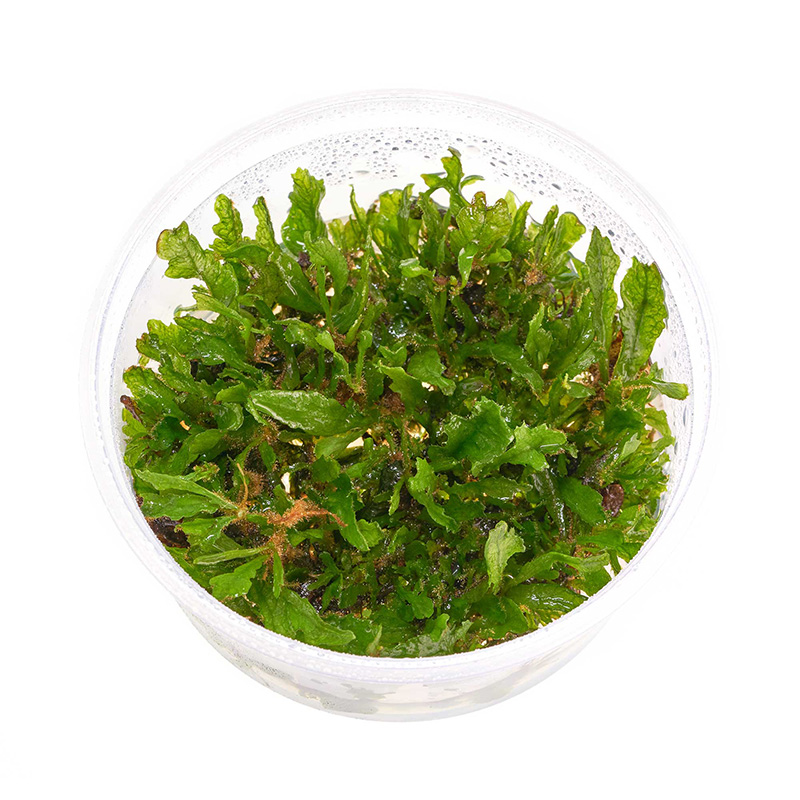 Microsorum pteropus Latifolius