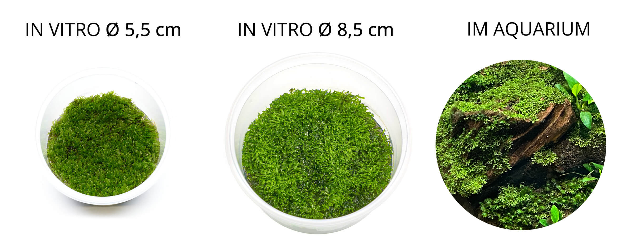 Lieferumfang Riccardia chamedryfolia in vitro