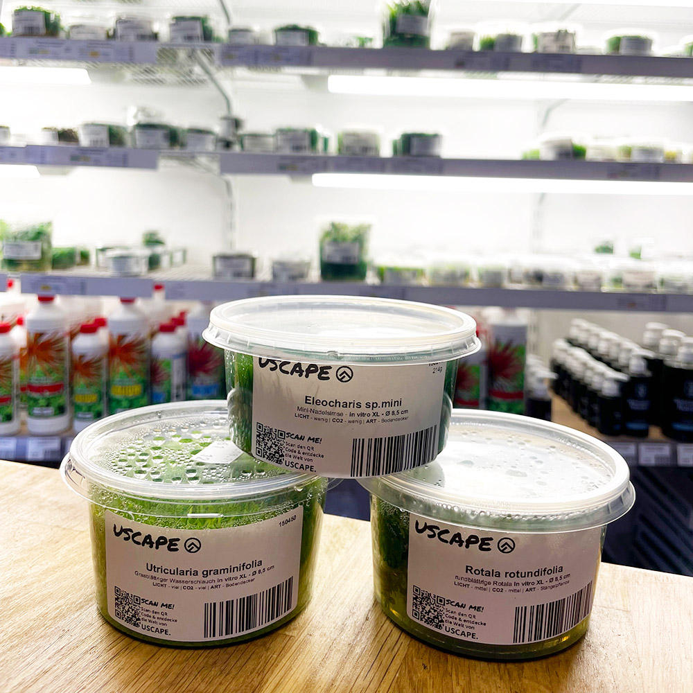 USCAPE in vitro Pflanzen vor einem in vitro Regal