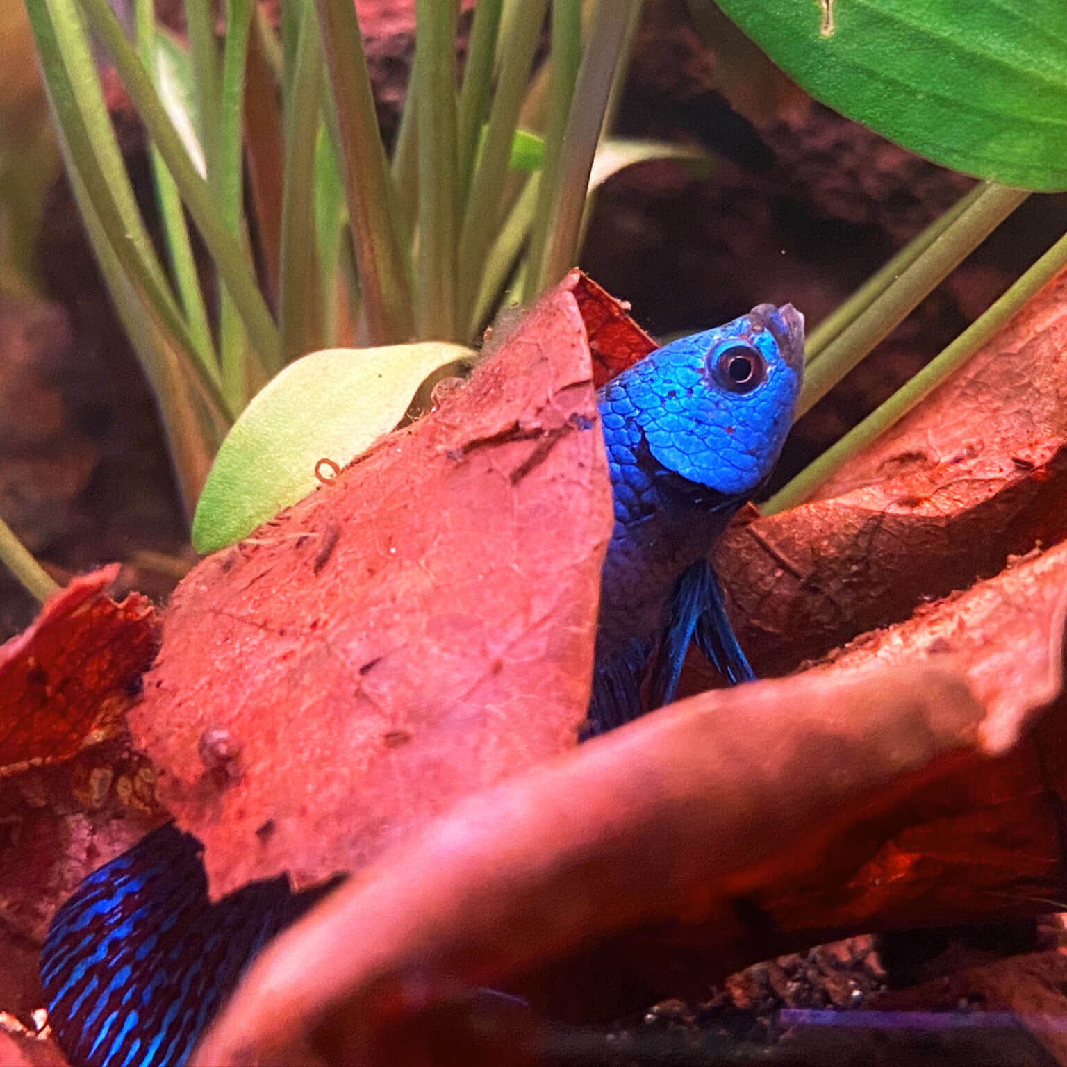 Betta Kampffisch zwischen Seemandelbaumblättern