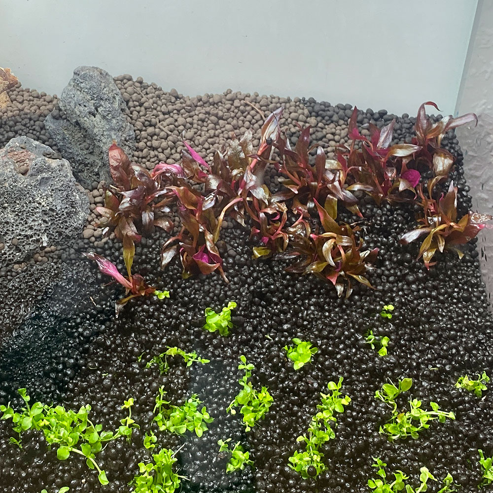 Pflanzabstand bei Stängelpflanzen in einem frisch bepflanzten Aquarium
