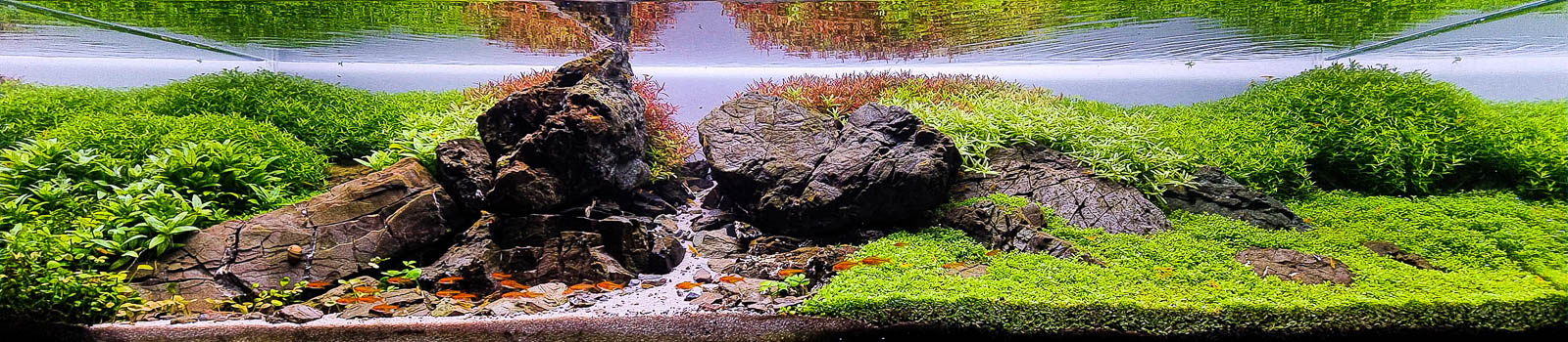 Beispiel Aquariendüngung mit Estimative Index