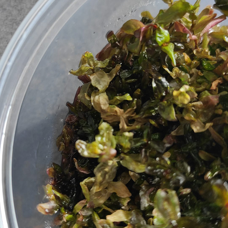 verschimmelte und schwarz verfärbte in vitro Aquarienpflanze