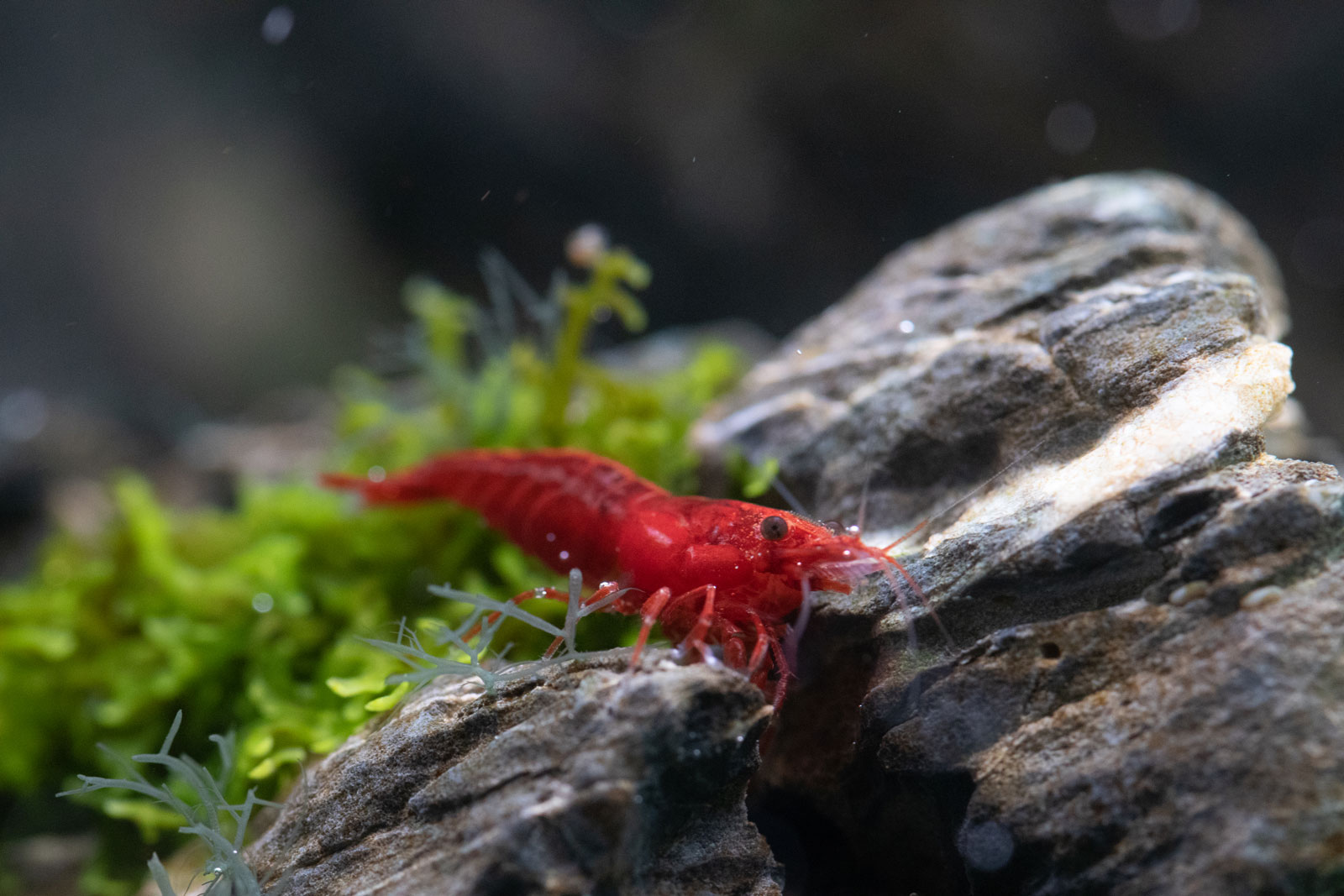 Neocaridina im Aquascape