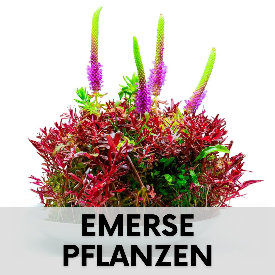 Emerse Pflanzen Wabi Kusa und Terrarium