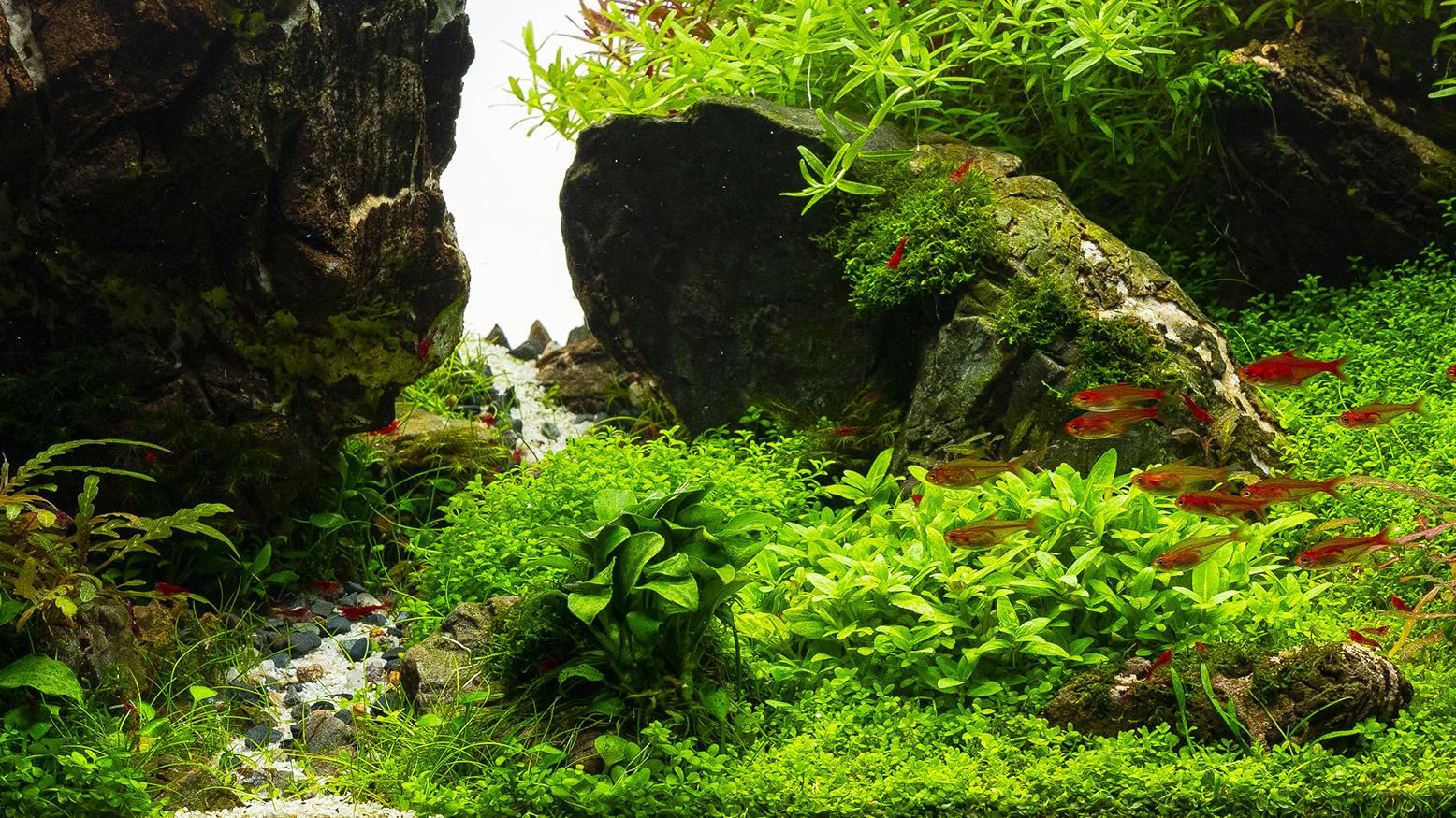 Bodendecker für das Aquarium