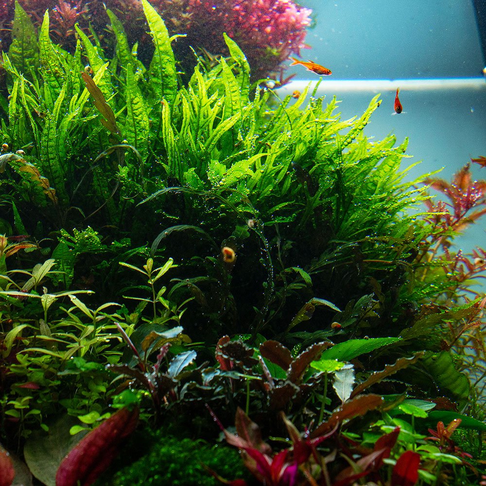 Javfarn im Aquarium