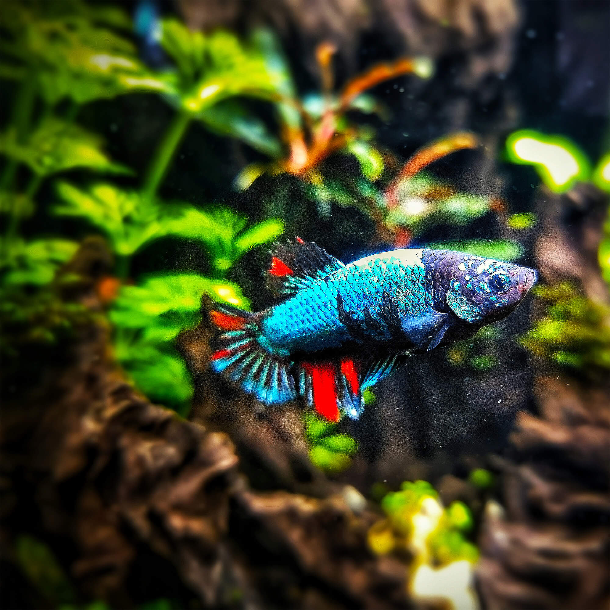 Kampffisch Betta splendens vor Limnophila sessiliflora