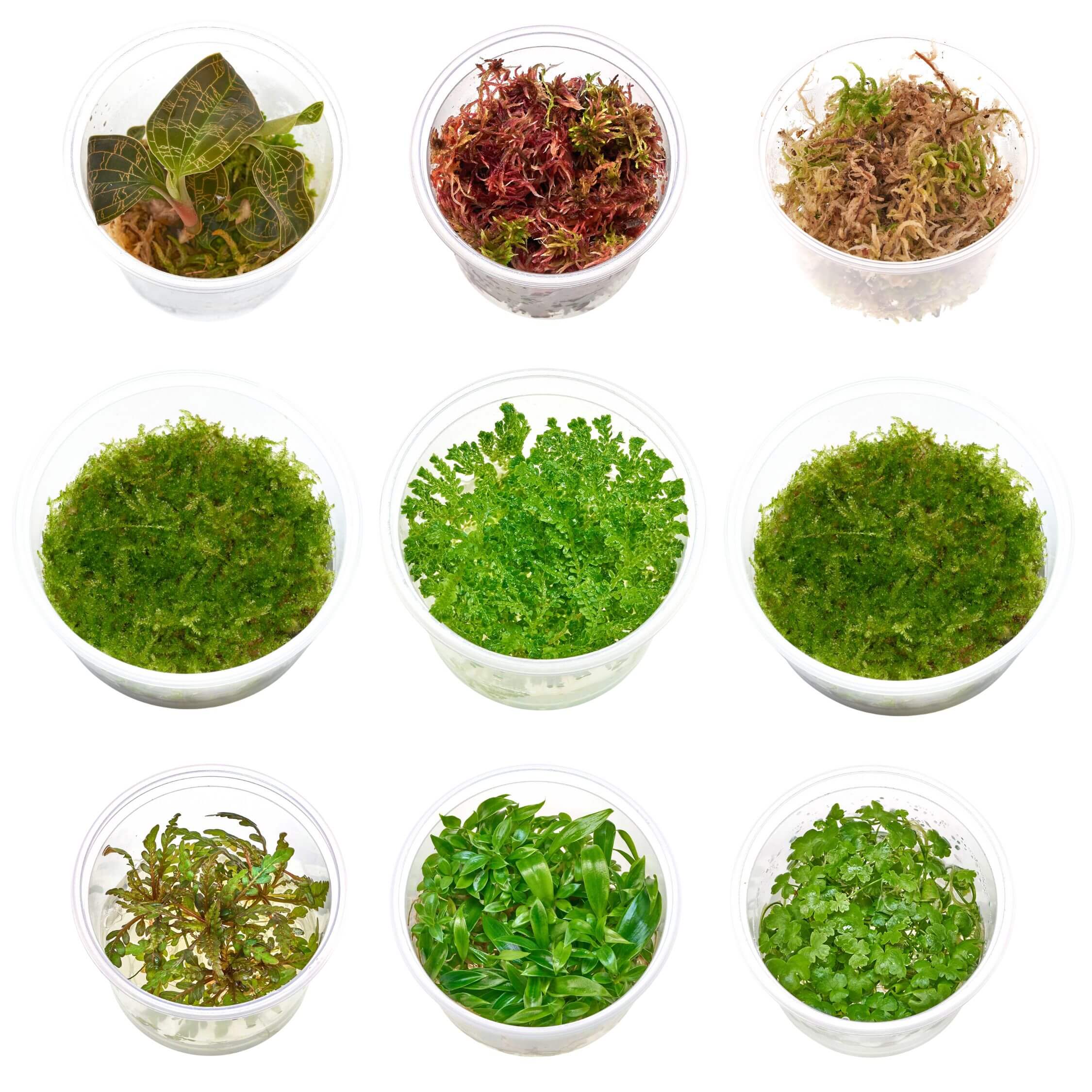 Terrarien Pflanzen Lieferumfang