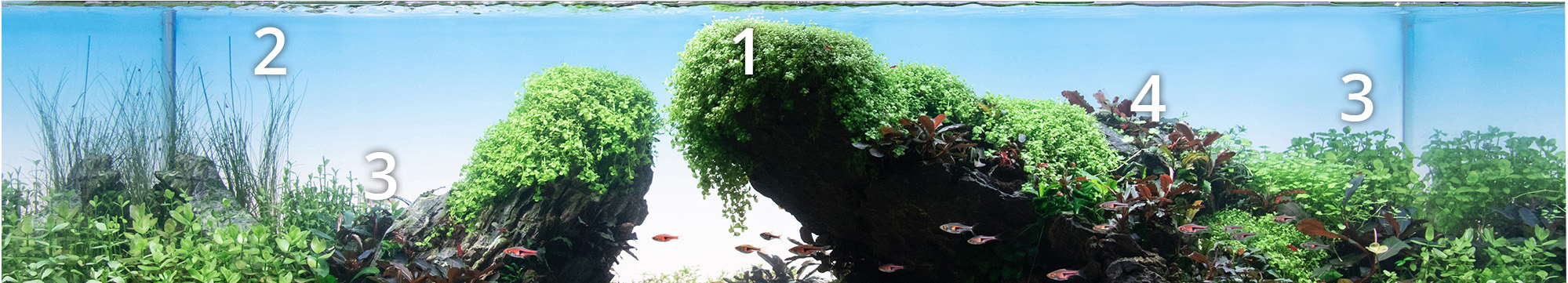 Hintergrundbepflanzung eines Iwagumi Aquariums - Aquarium einrichten