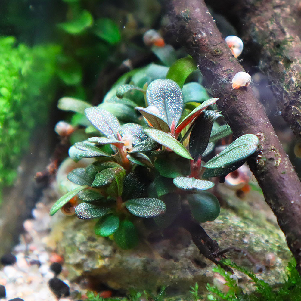 Bucephalandra sp. "Brownie Jade" auf Wurzel mit Lavastein