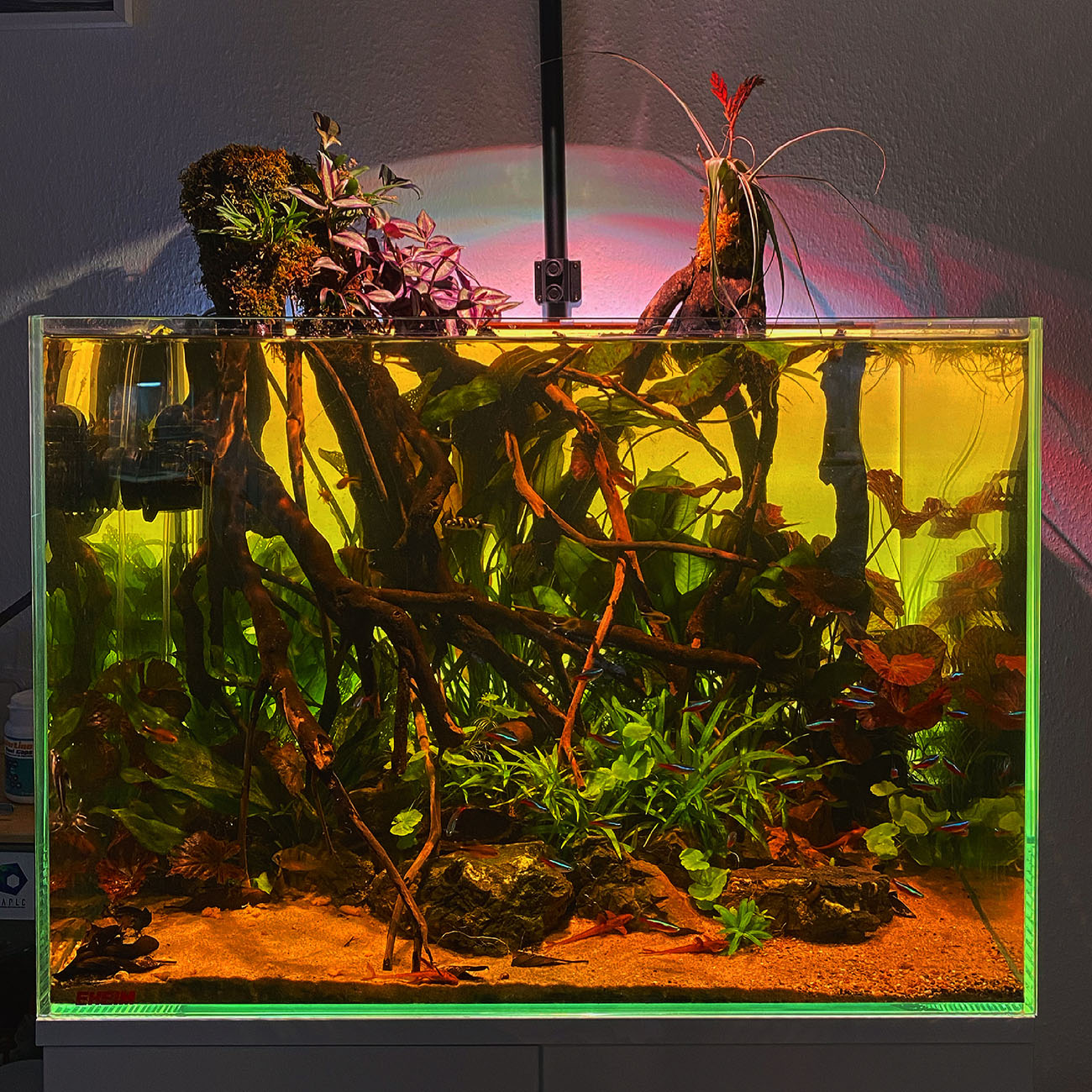 Amazonas Biotop Aquarium mit Aquarienpflanzen