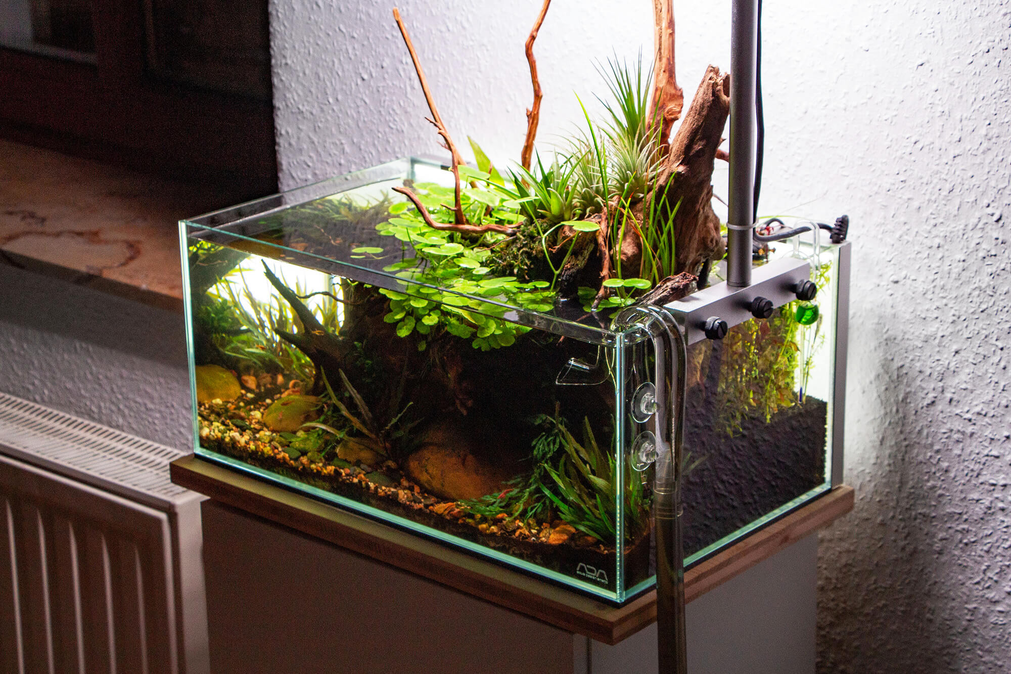 Offenes Paludarium mit Tillandsien und Wabi Kusa Pflanzen