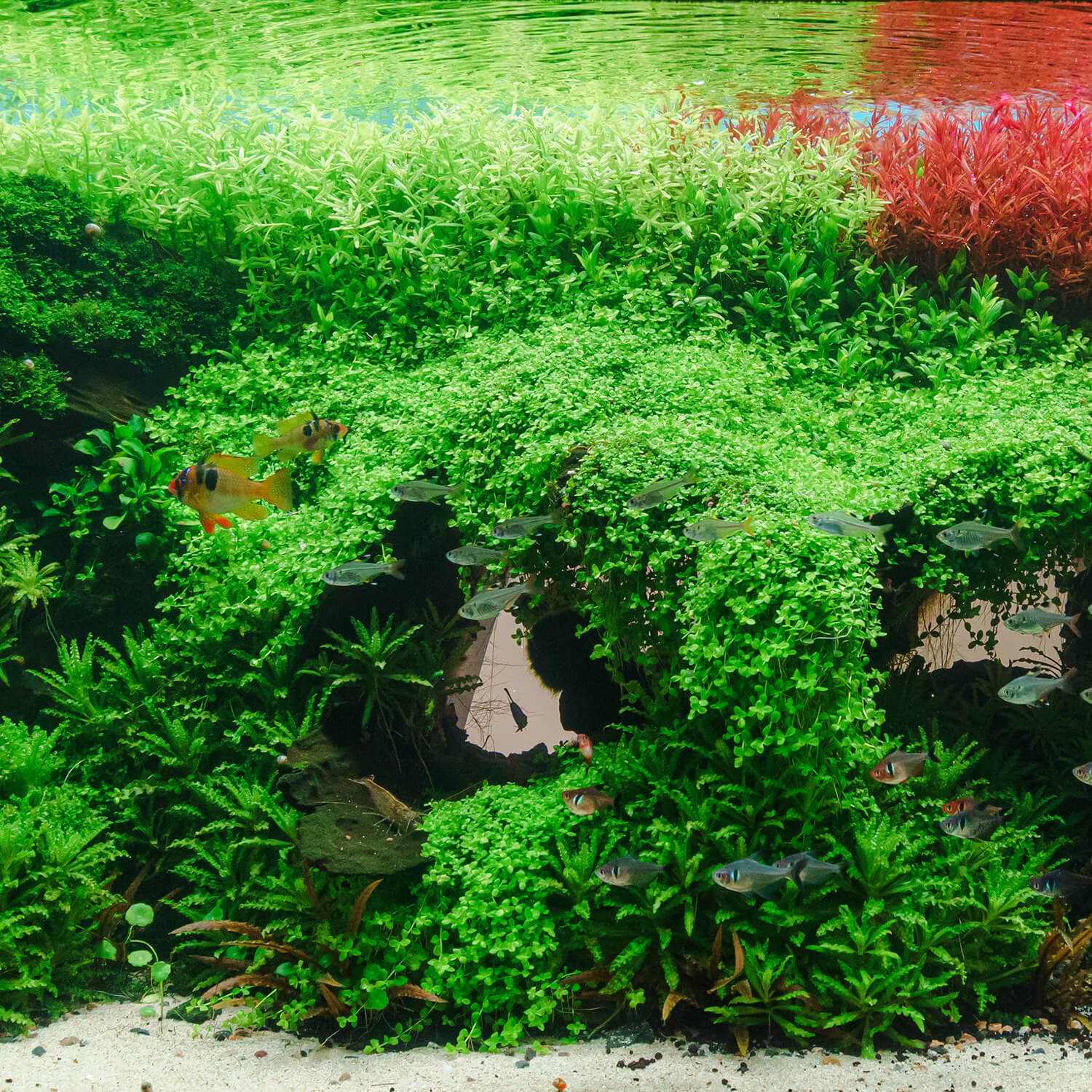Micranthemum Montecarlo wächst überhängend als Bodendecker und Aufsitzerpflanze im Aquarium