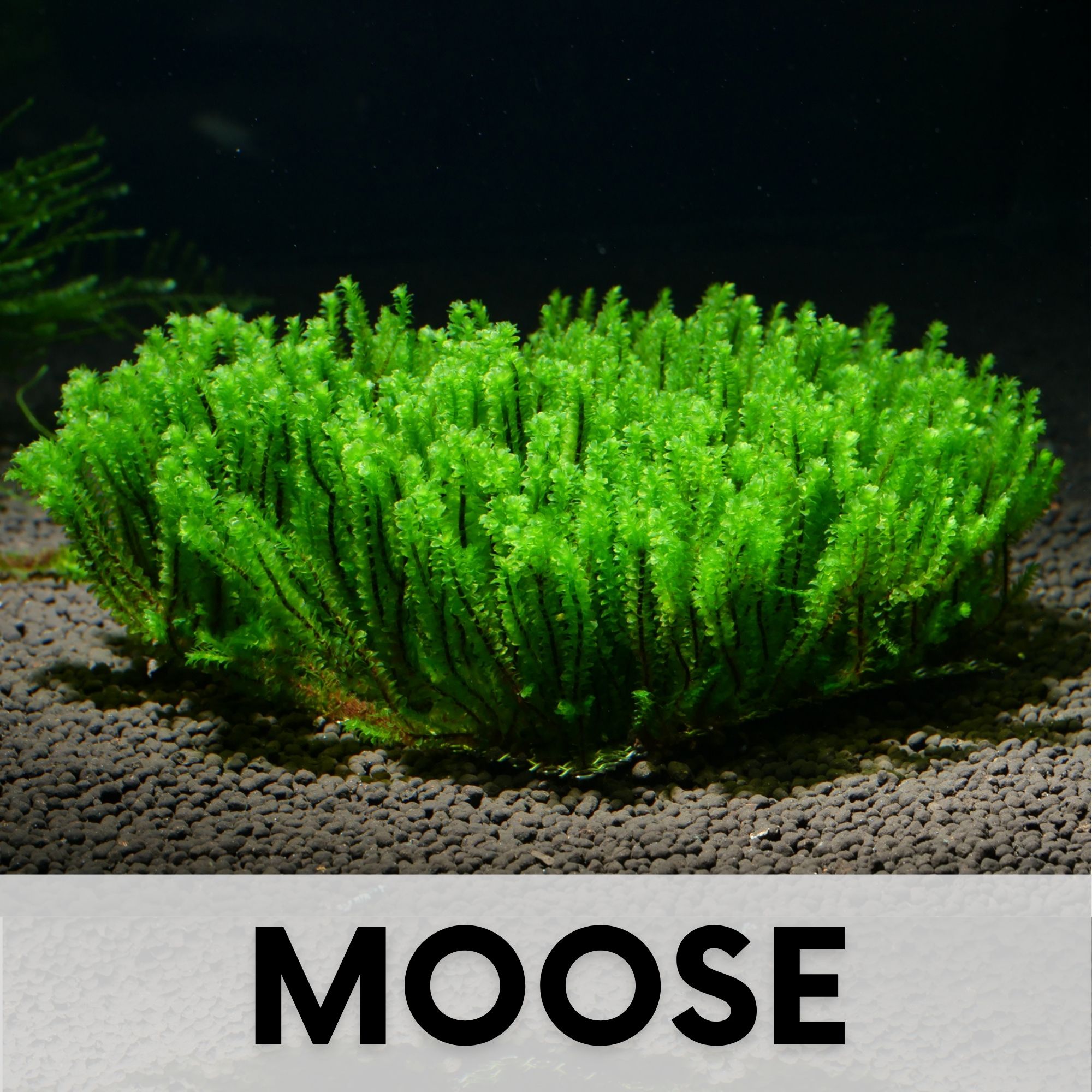 Aquarium Moos Moose für das Aquarium