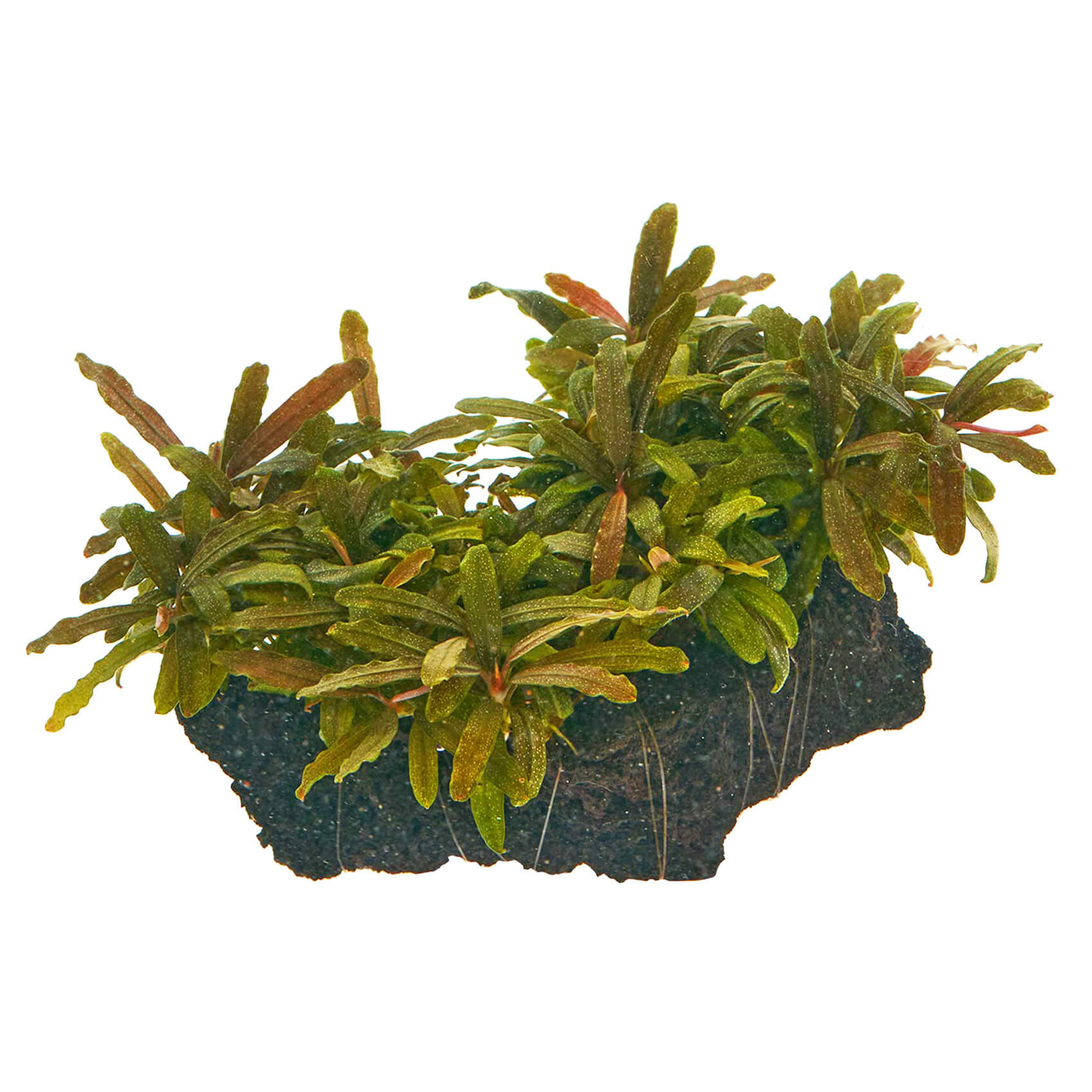 Bucephalandra sp. "Velvet Tricolore" InVitro