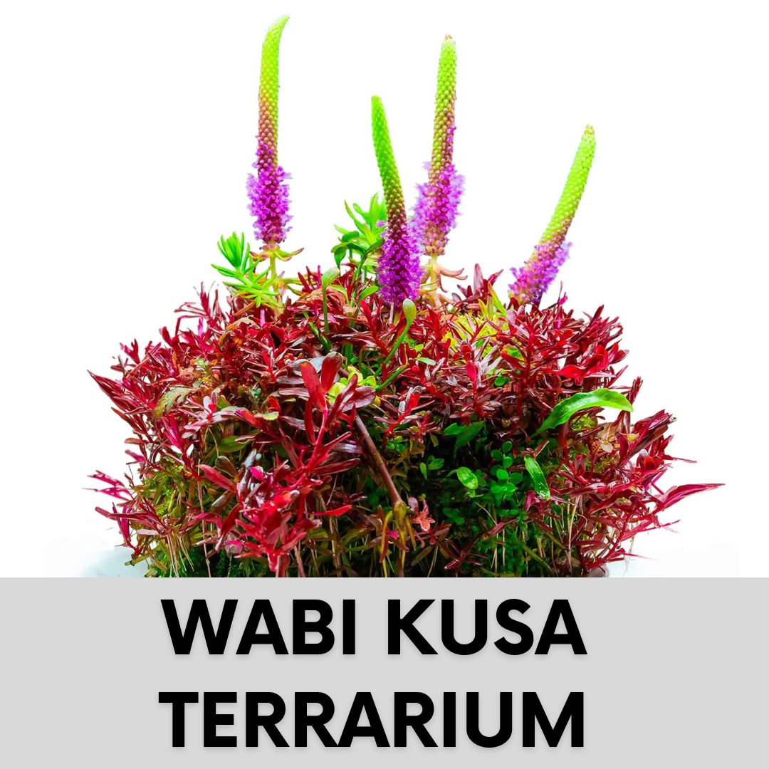 Wabi Kusa Schale mit Wabi Kusa Pflanzen