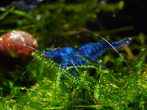 Blue Dream Garnele Neocaridina Garnelen Guemmer