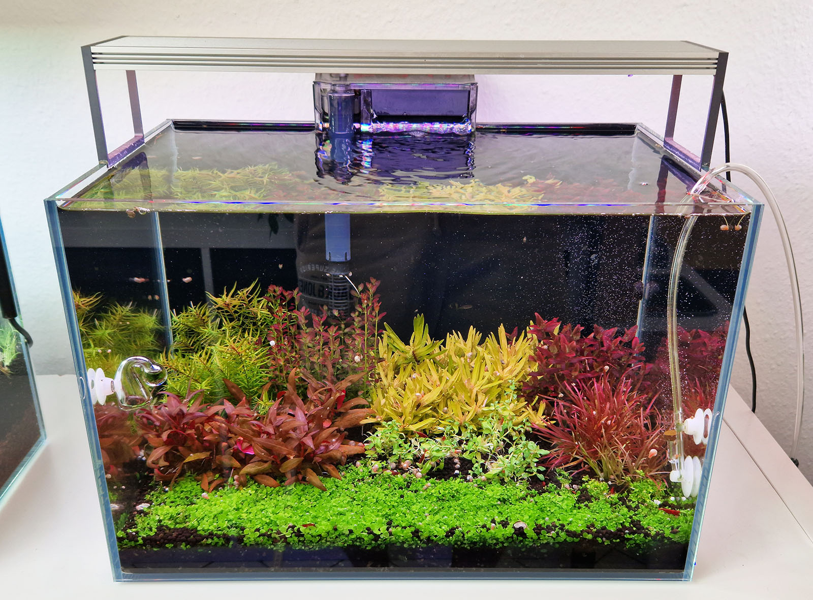Ein 45p Nano-Holland Aquarium, das nur mit Aquarienpflanzen eingerichtet ist