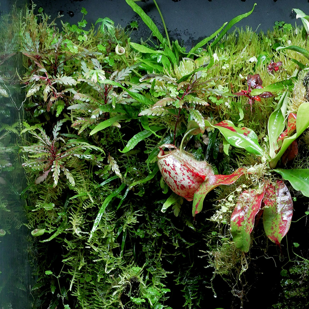 Javafarn microsorum pteropus emers in einem Terrarium