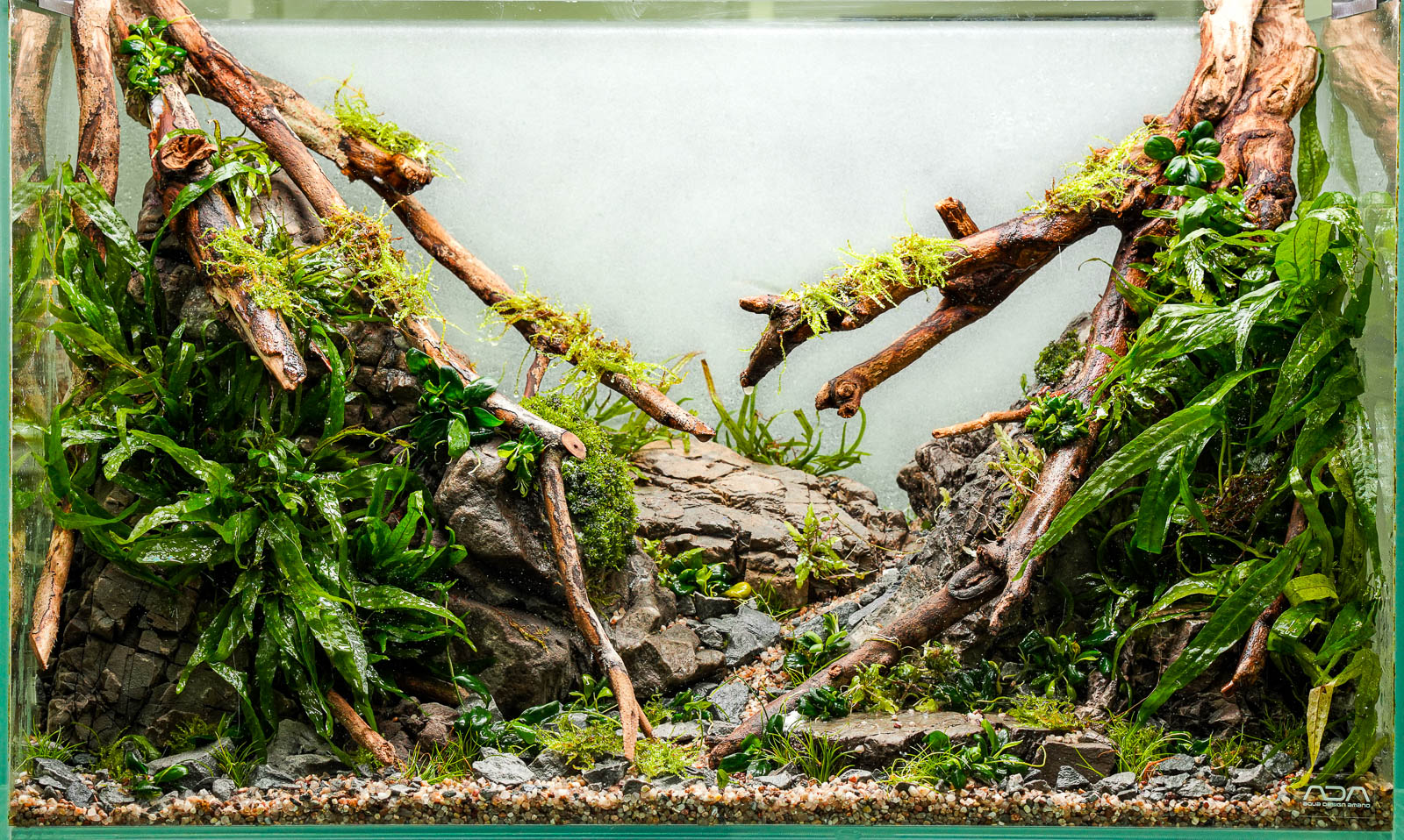 Ein Aquarium eingerichtet mit Talawa Wurzeln