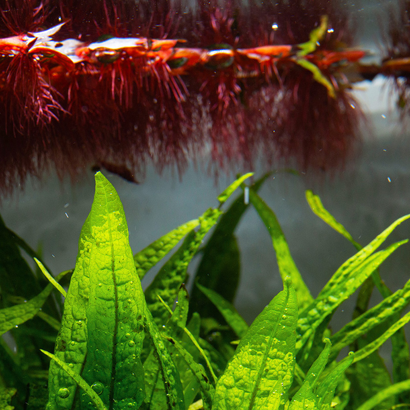 Rote Wolfsmilch - eine rote Schwimmpflanze für das Aquarium