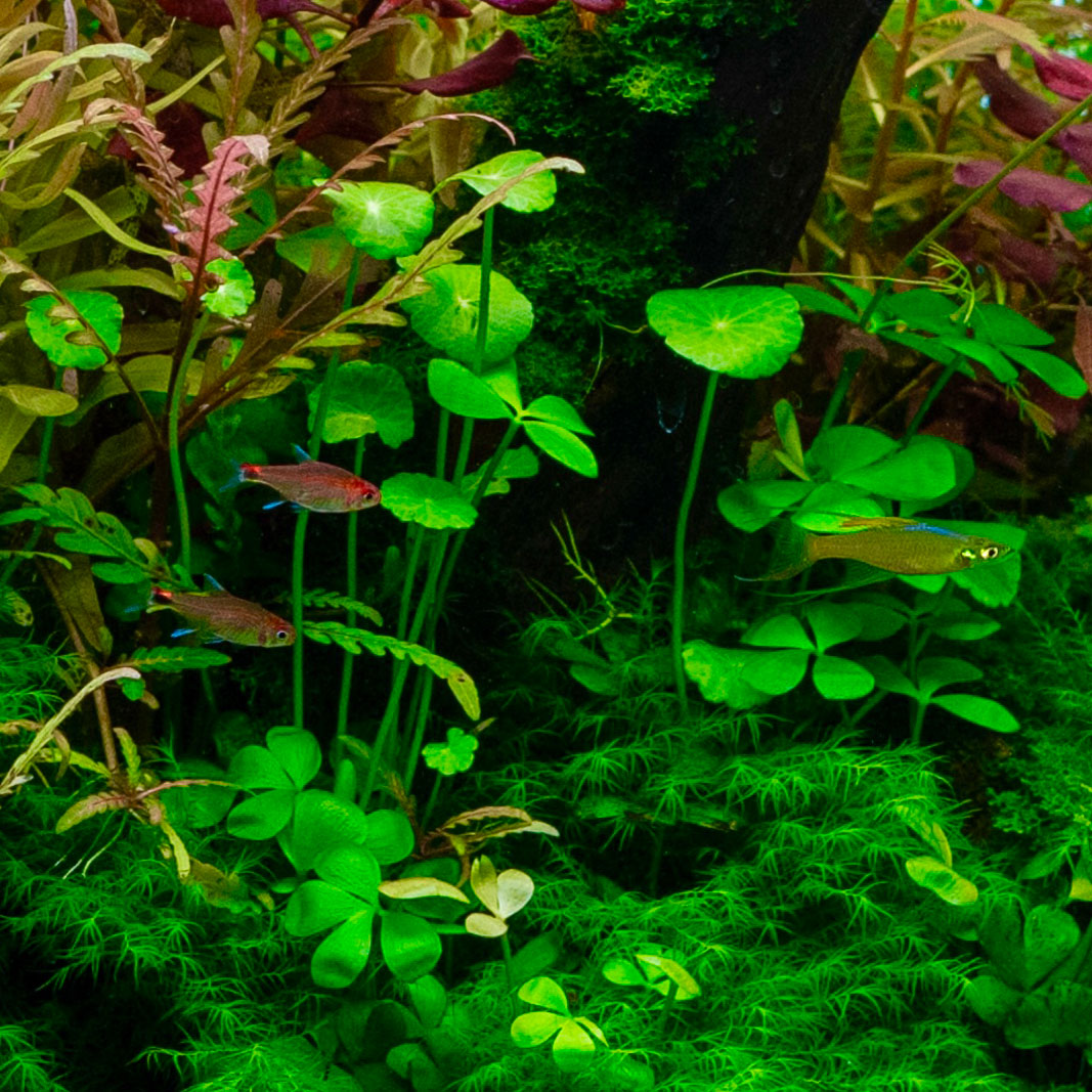 Hydrocotyle Stängelpflanzen in einem Aquarium