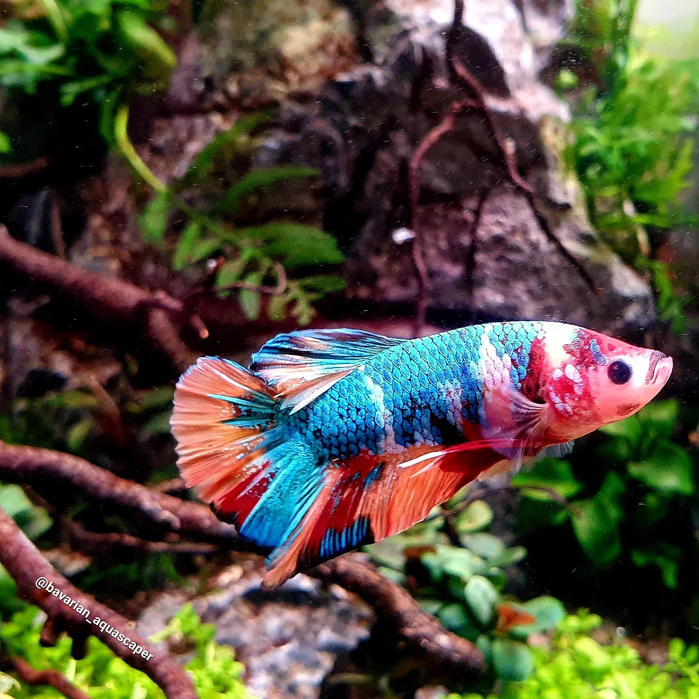 Kampffisch in einem 25 Liter Nano Aquarium