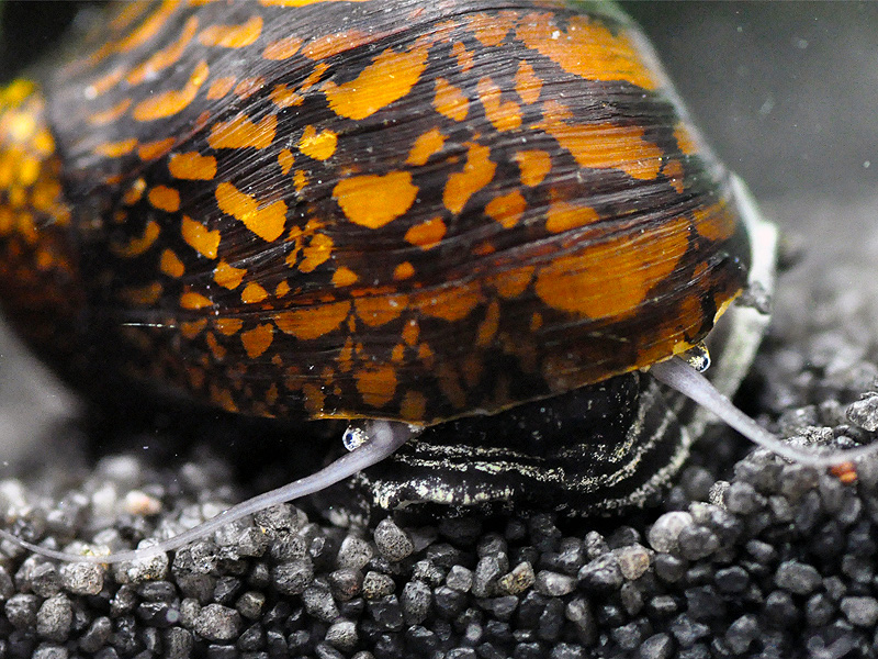Rennschnecke Nerritina Nahaufnahme Makro