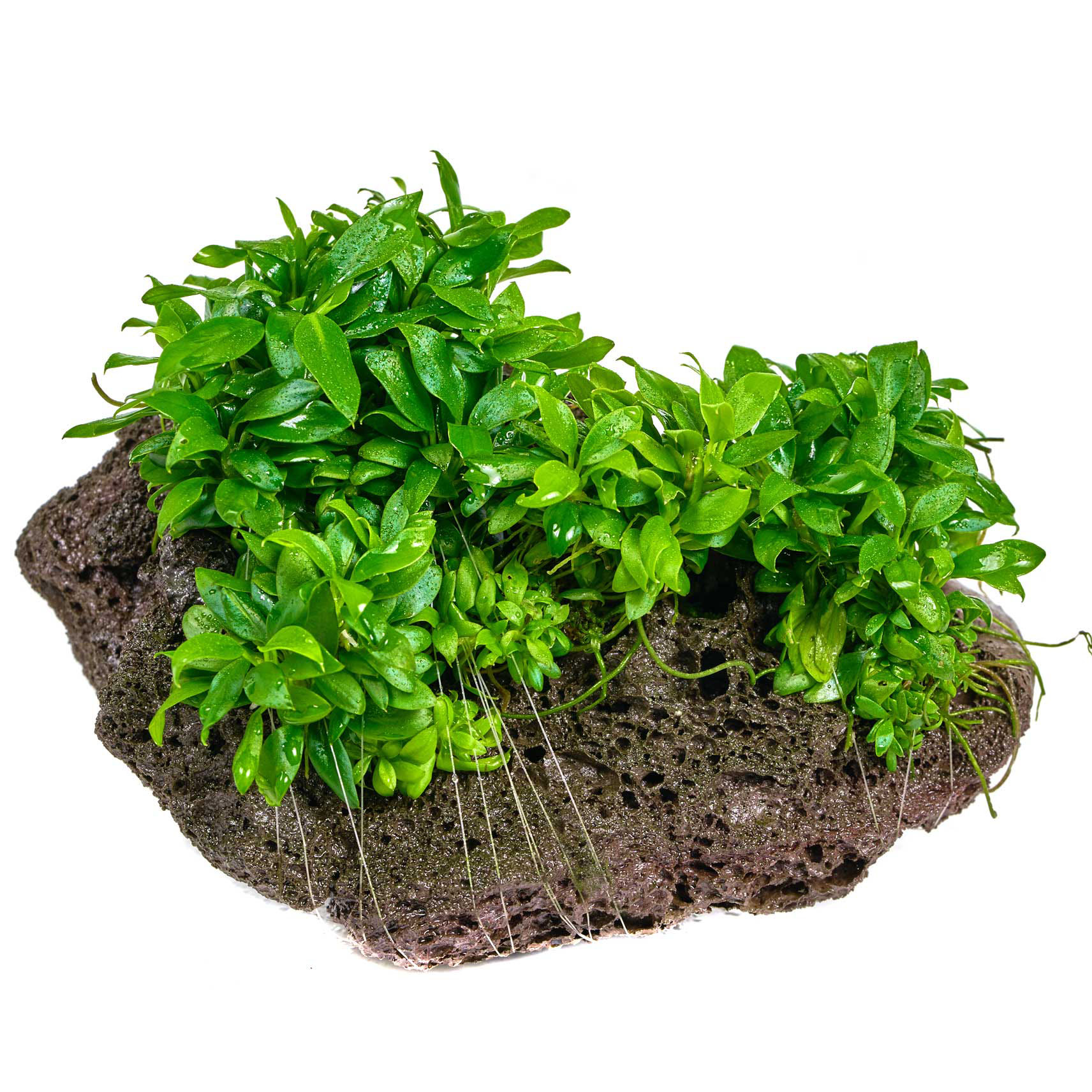 Anubias Pangolino aufgebunden auf einem Stein