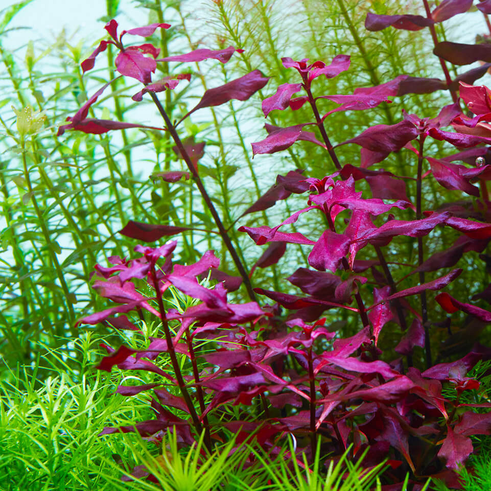 Kleine tiefrote Ludwigie aquarienpflanze ohne co2