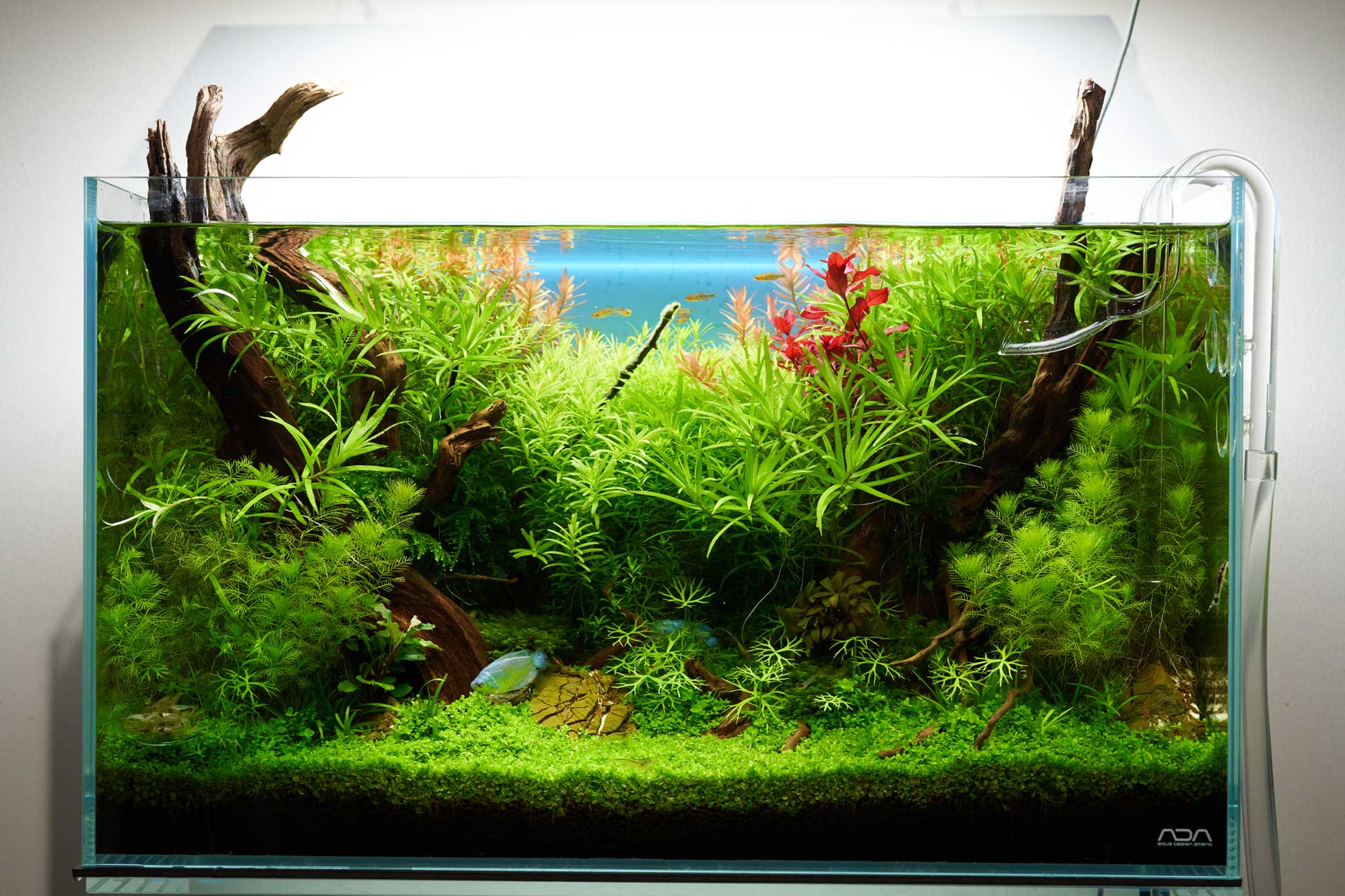 Fabian-Beck-naturaquarium-Weissglas-IAPLC