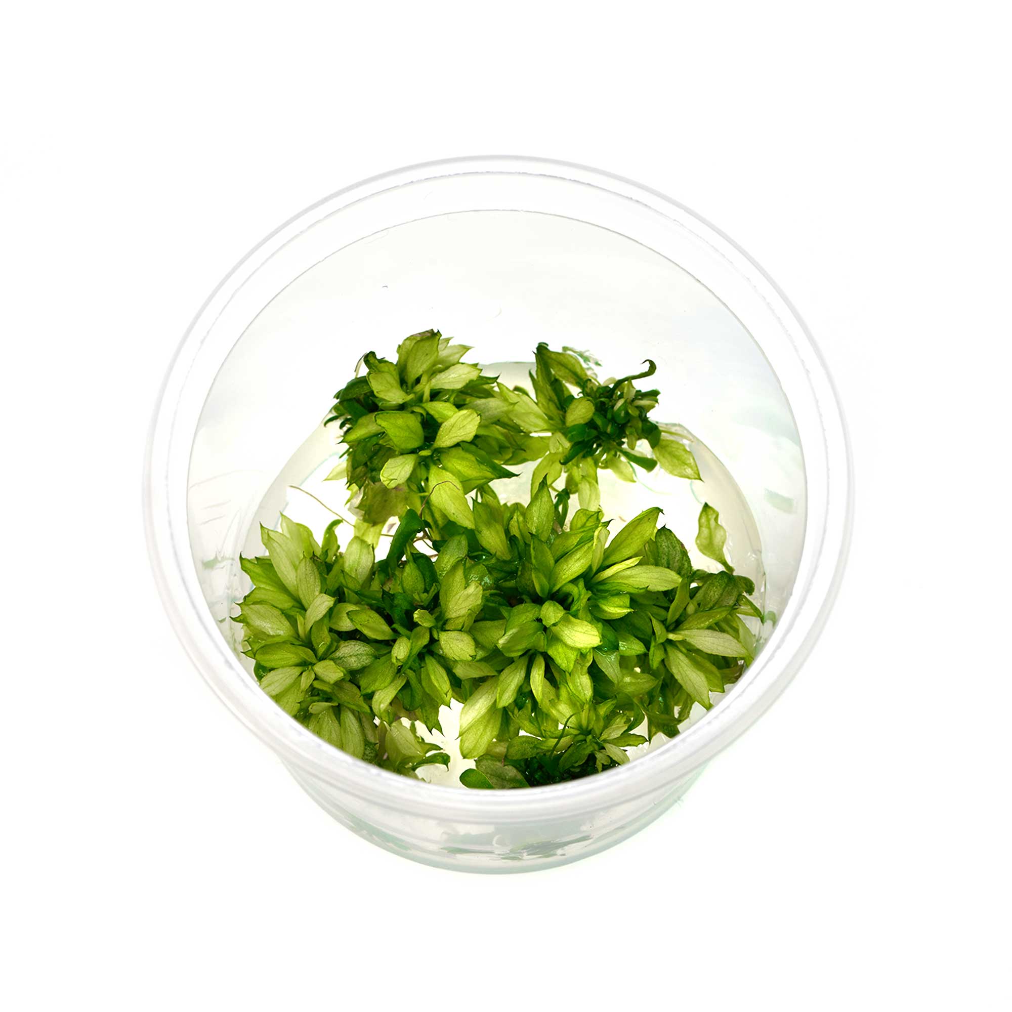 Anubias Pangolino Green Tea in vitro