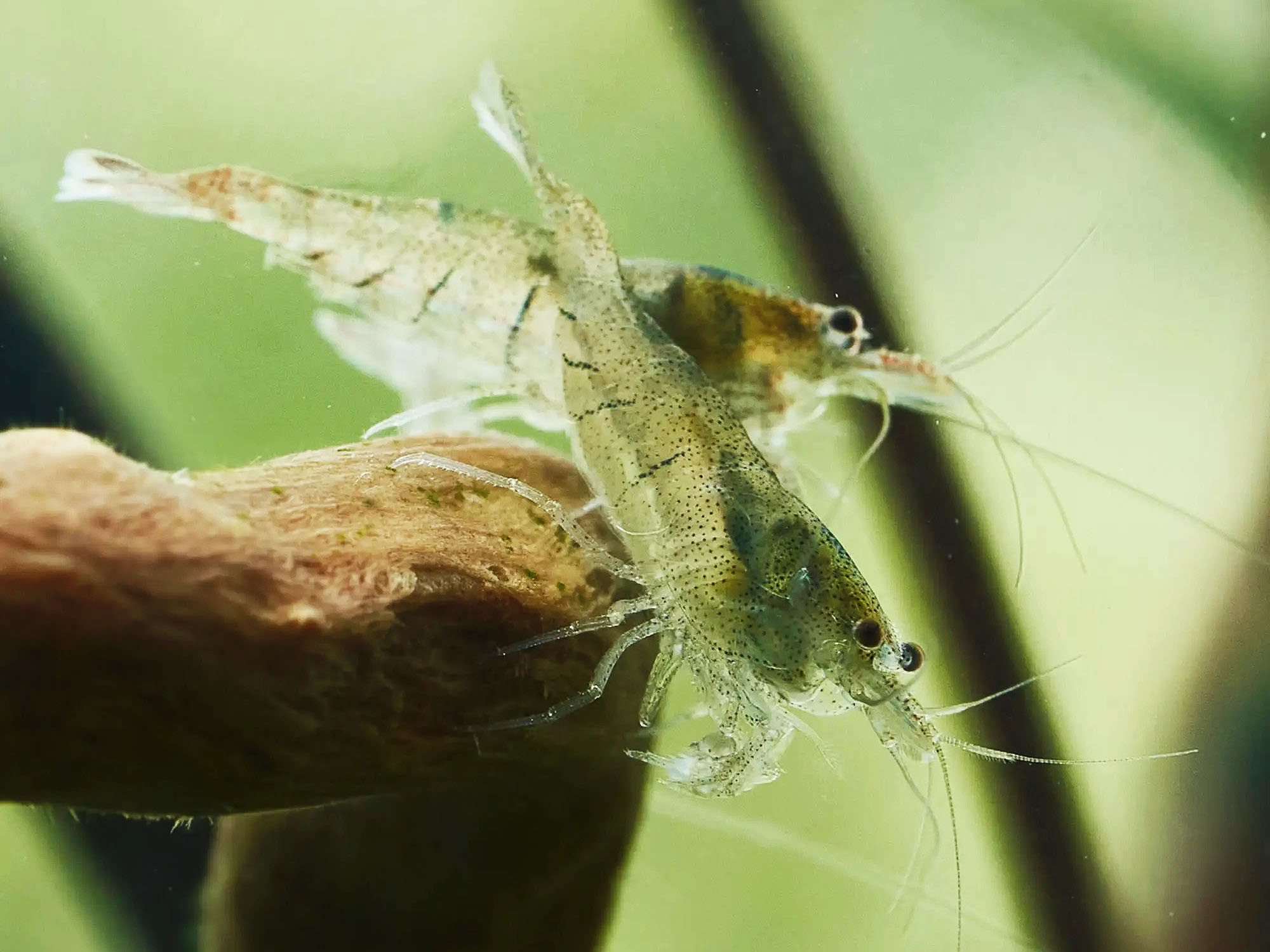 Sulawesi Inlandsgarnelen auf einer Aquarium Wurzel