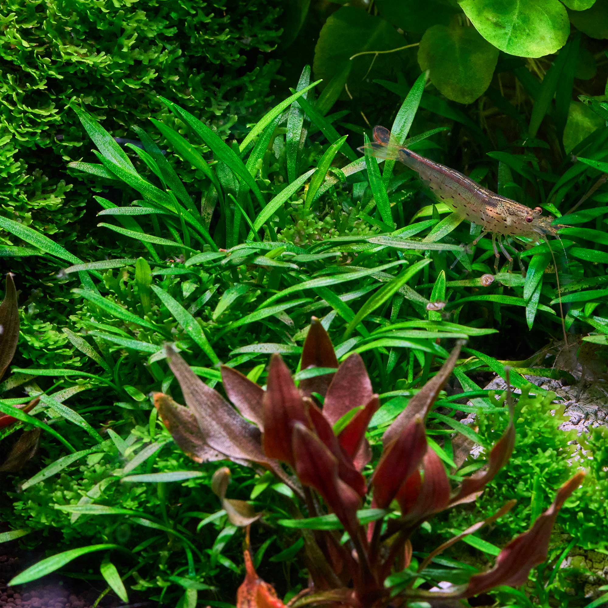 Die asiatischen Vordergrundpflanzen Cryptocoryne parva und Cryptocoryne Hobbit