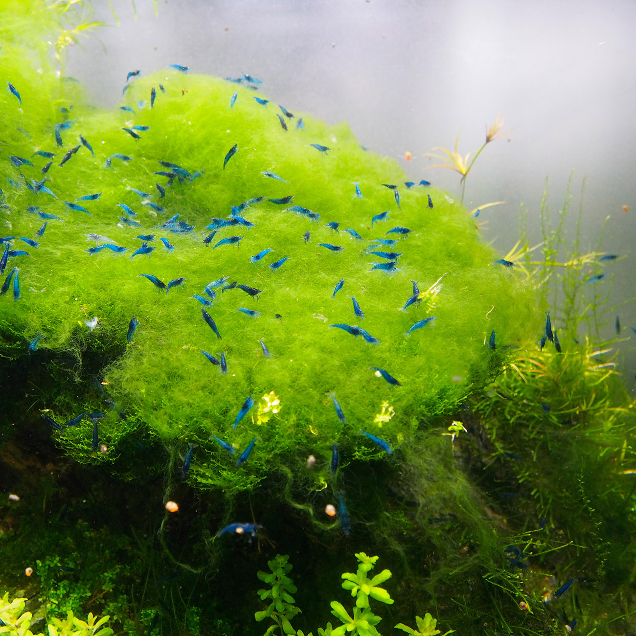Weiche Fadenalgen bilden einen Teppich auf Moos im Aquarium