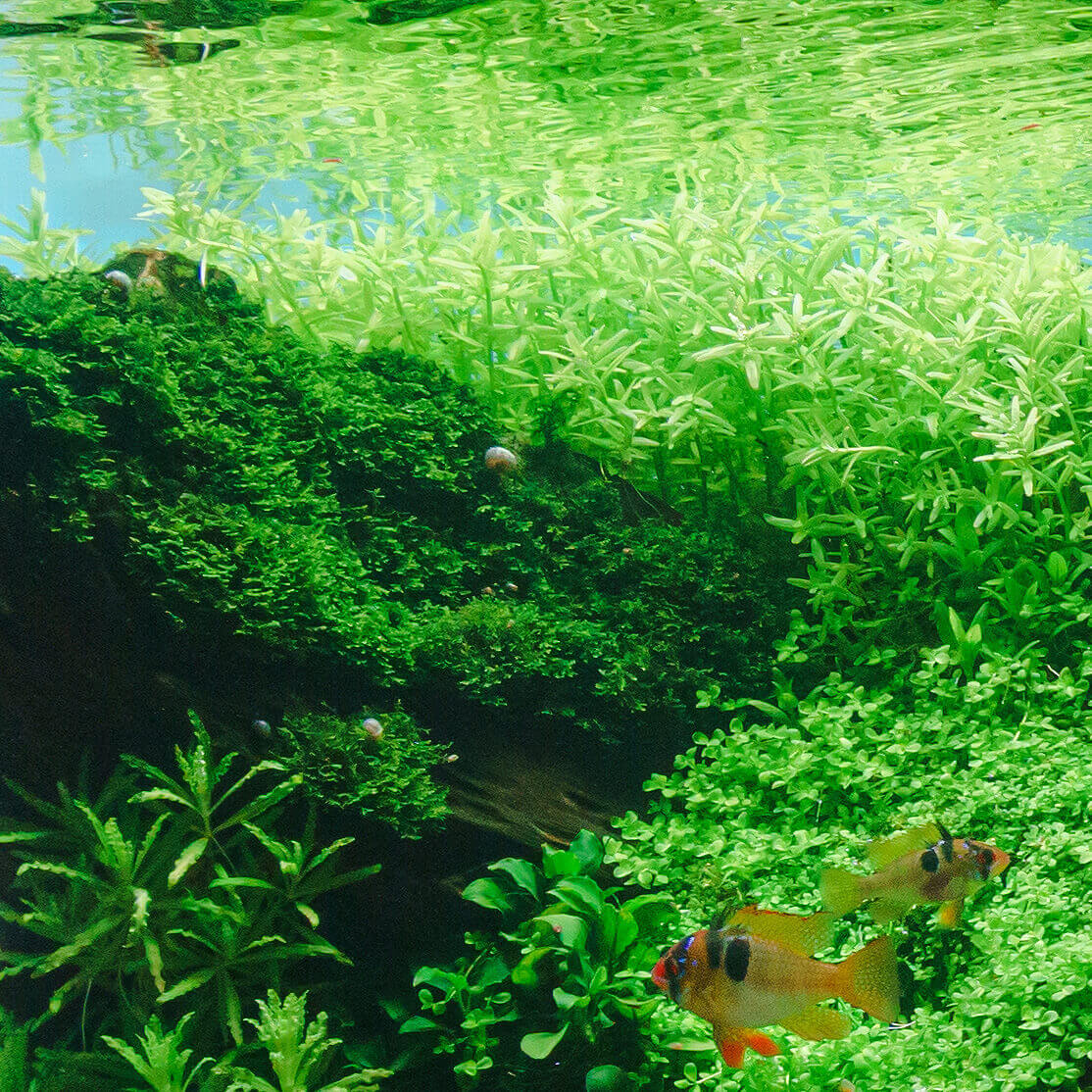 Riccardia chamedryfolia wächst in dichtem Polster auf Hardscape