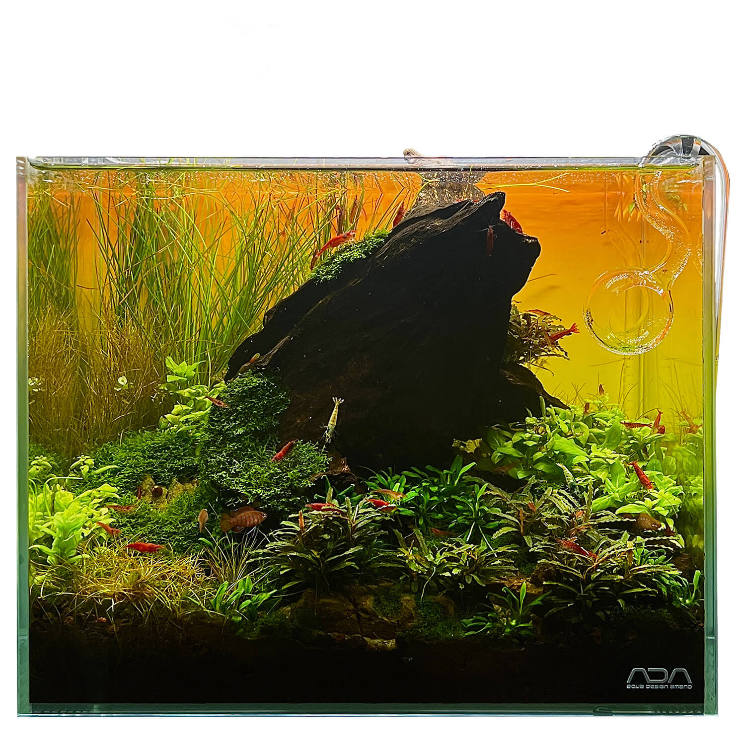 Kleinbleibende Aquarienpflanzen in einem Nano Aquarium