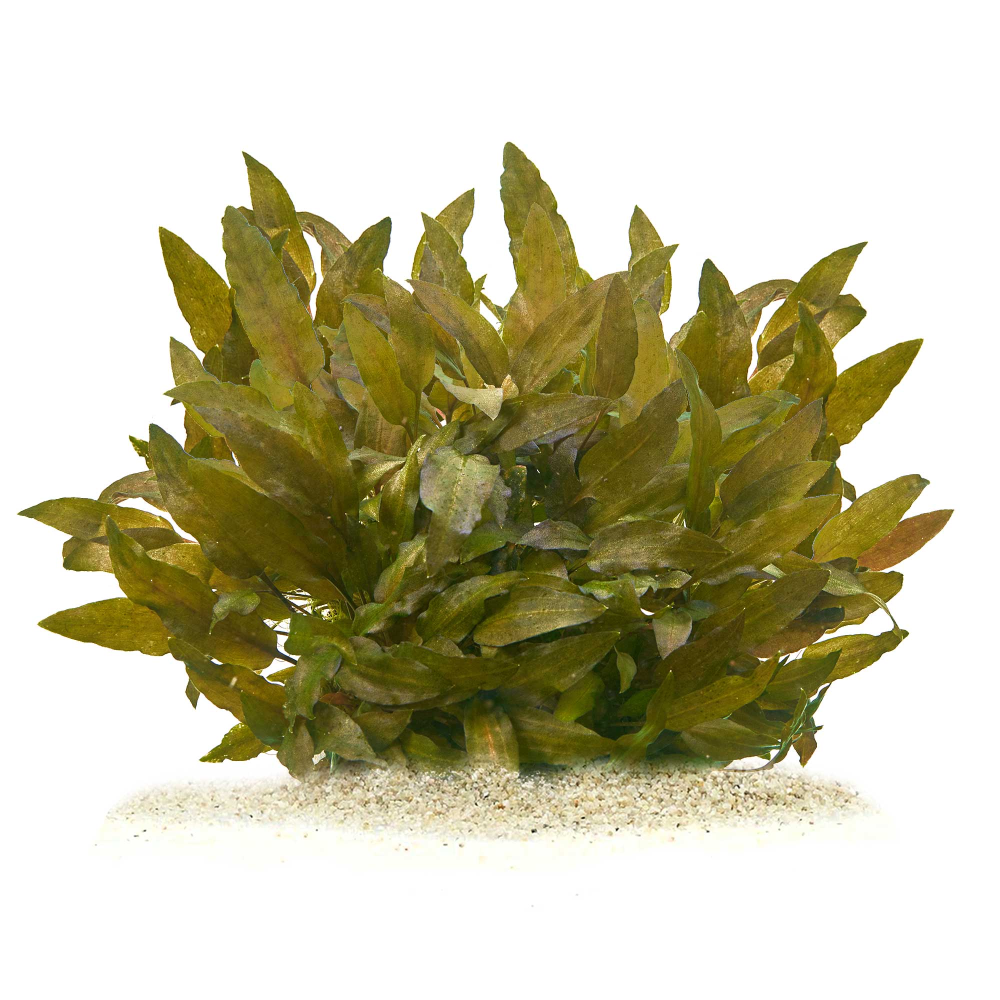 Cryptocoryne wendtii braun Diskus Aquarium
