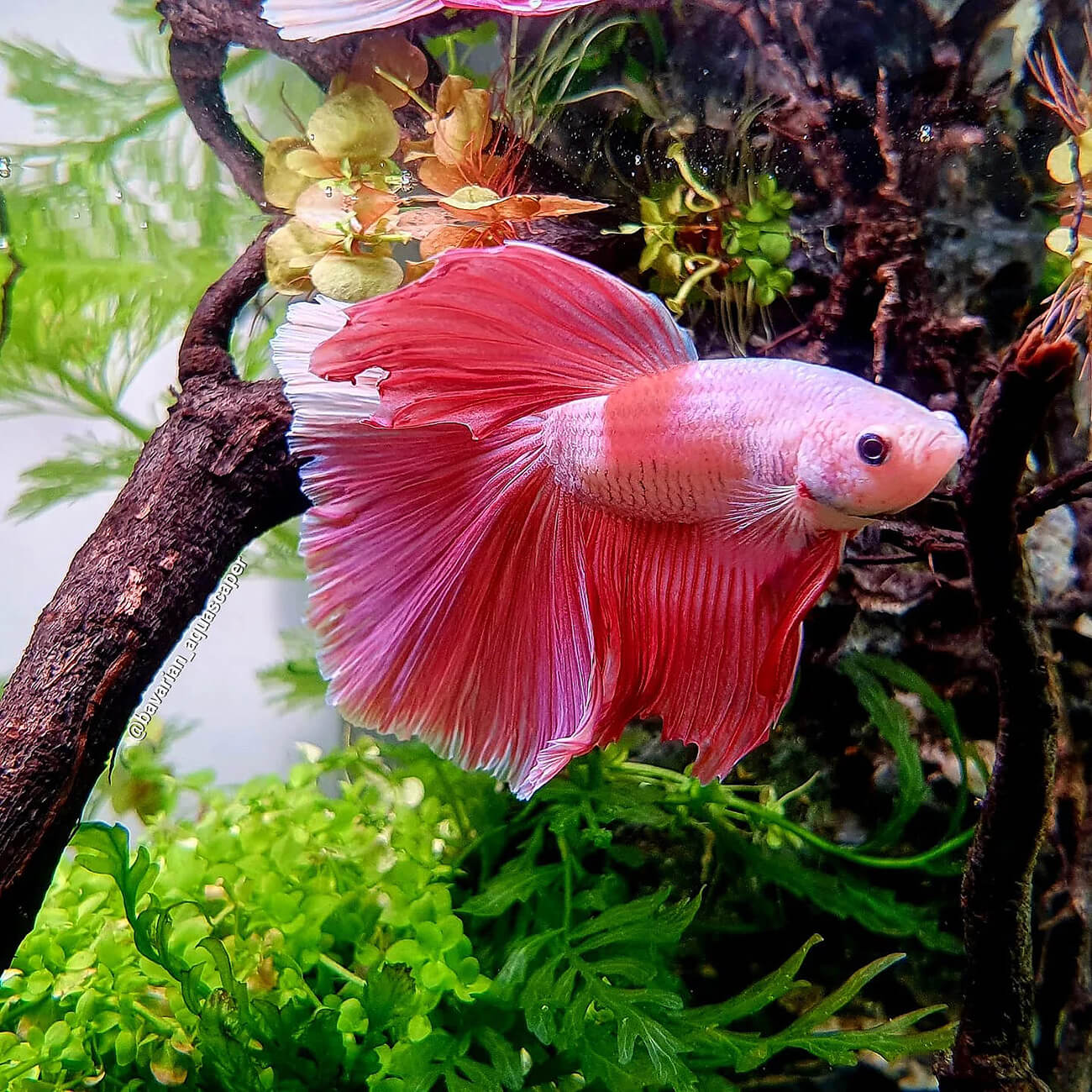 Siamesischer Kampffisch (Betta splendens) in einem Aquarium