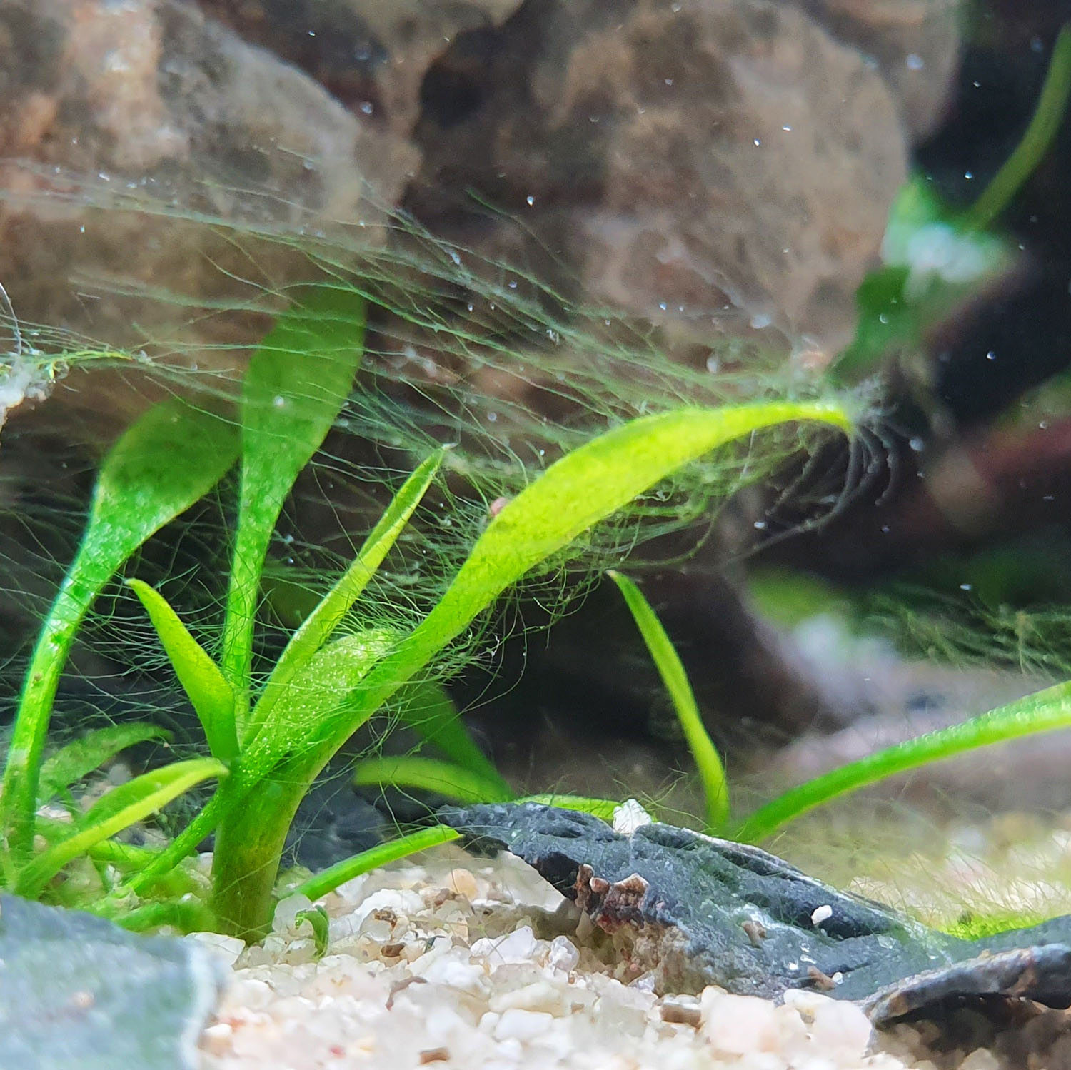 Grüne Fadenalgen auf einer Cryptocoryne im Aquarium