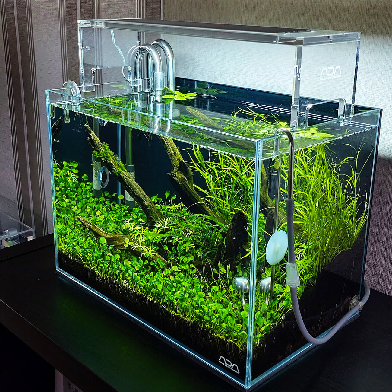 Marsilea crenata ein asiatischer Bodendecker