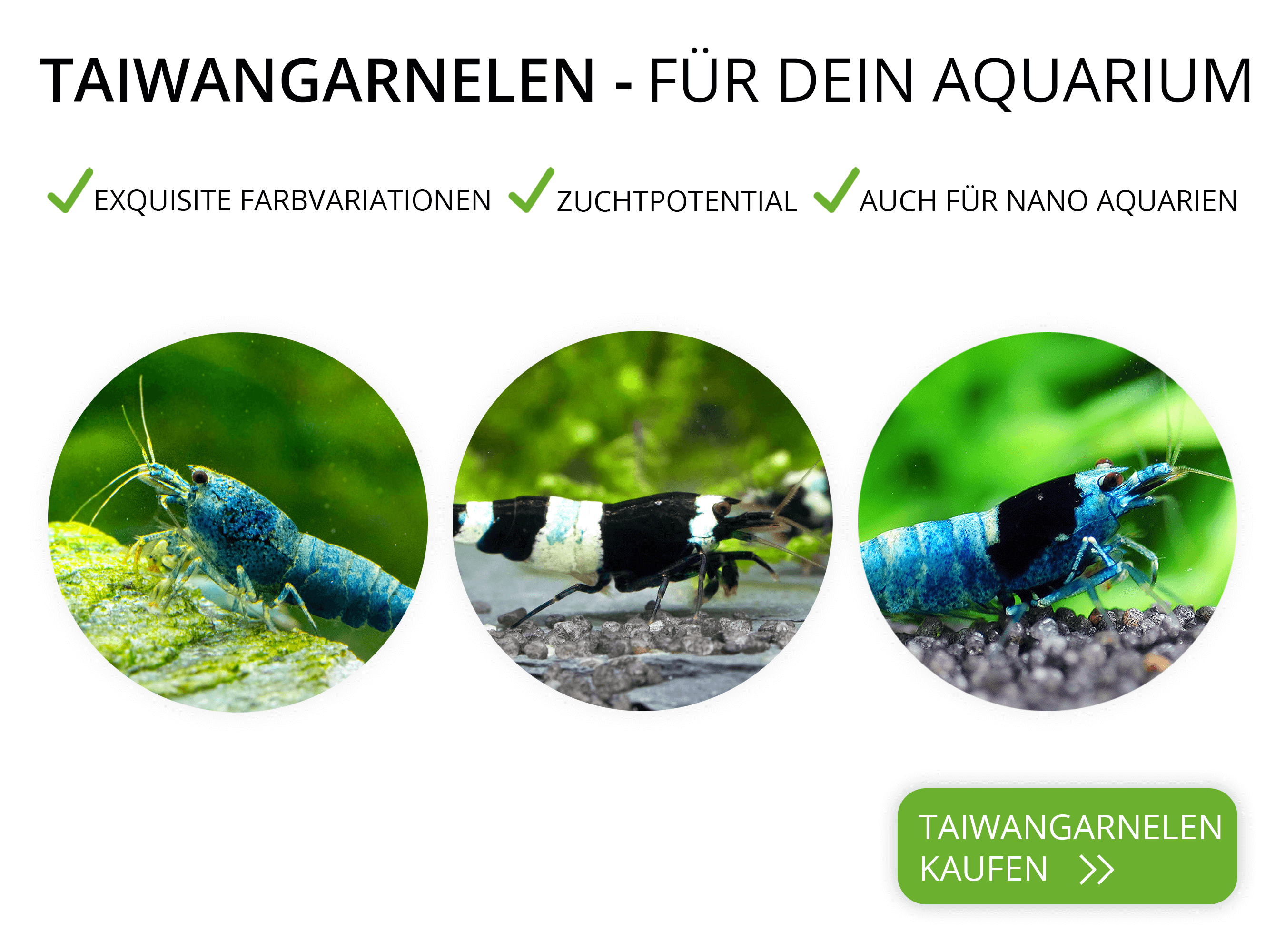 Taiwangarnelen und Pintogarnelen für dein Aquarium online kaufen