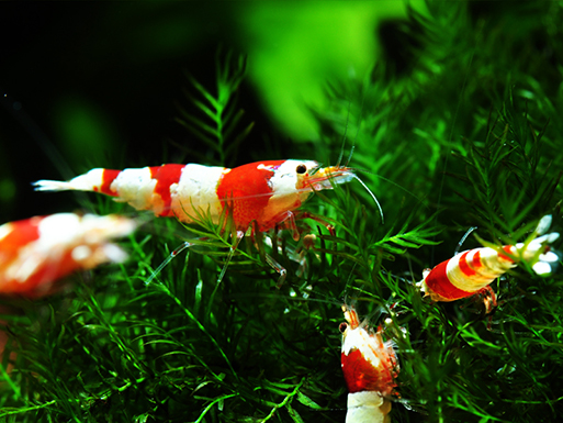 Garnelen Guemmer Bienengarnelen Caridina