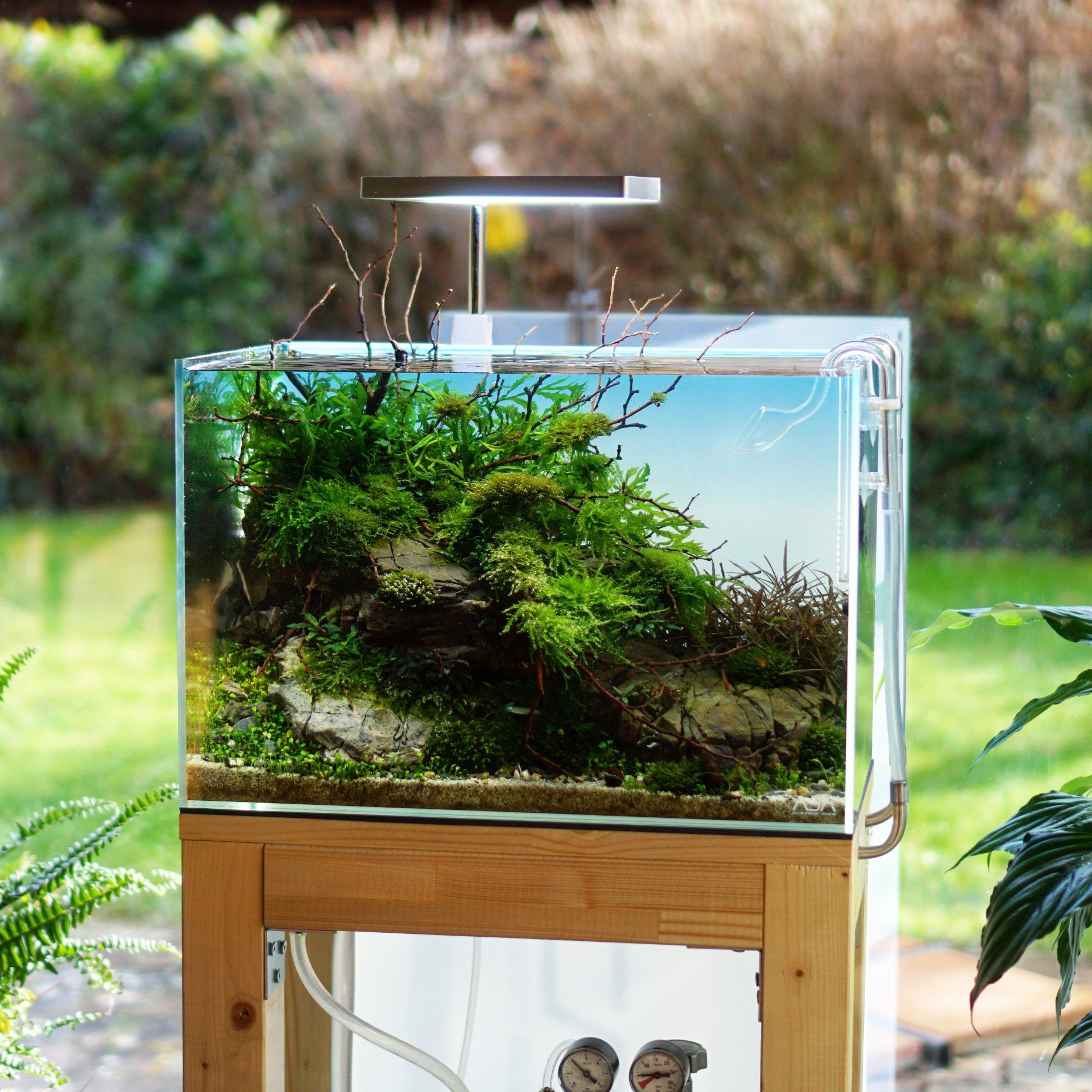 Johannes Schreck Naturaquarium Aufsitzerpflanzen