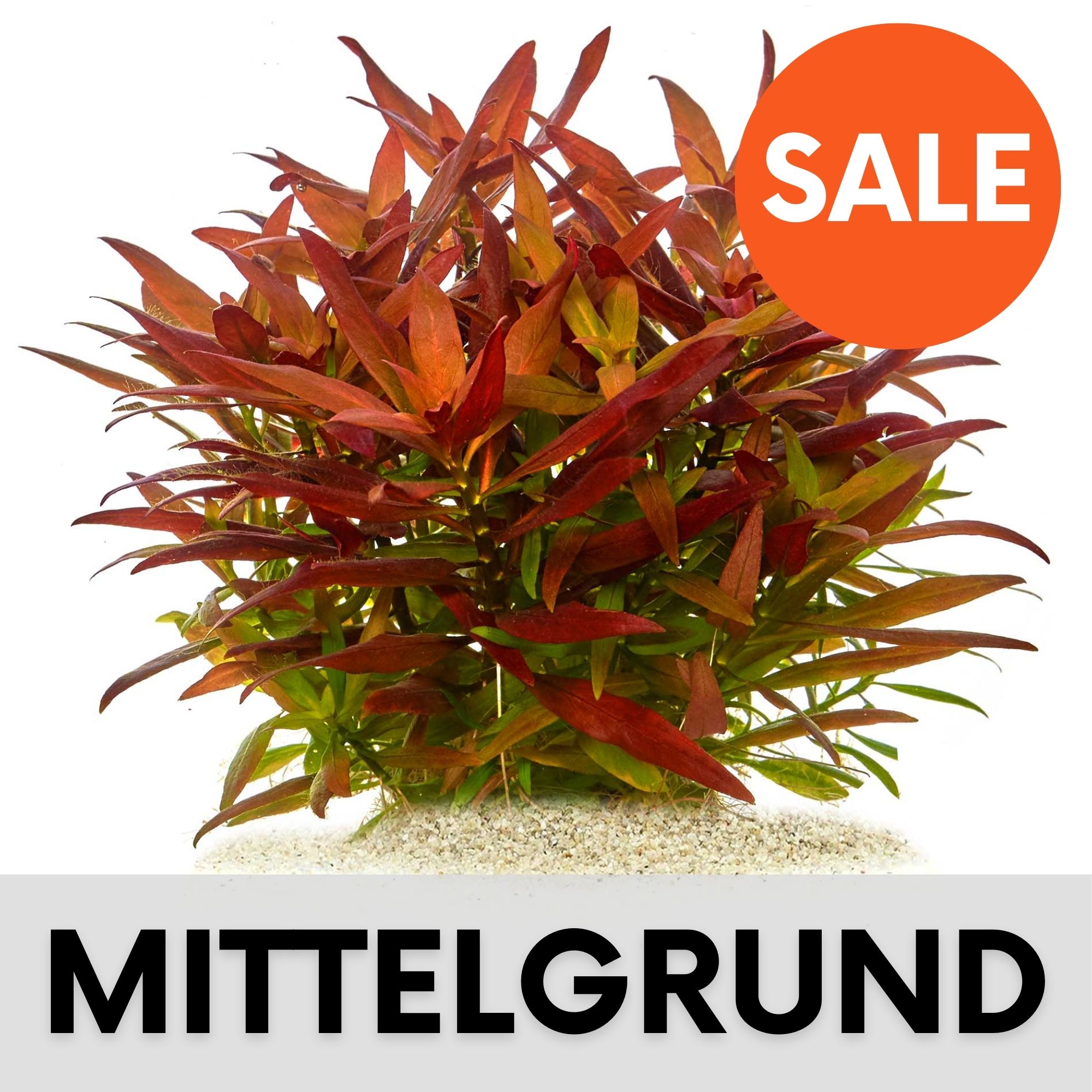 Aquarium pflanzen Mittelgrund Mittelgrundpflanzen kaufen