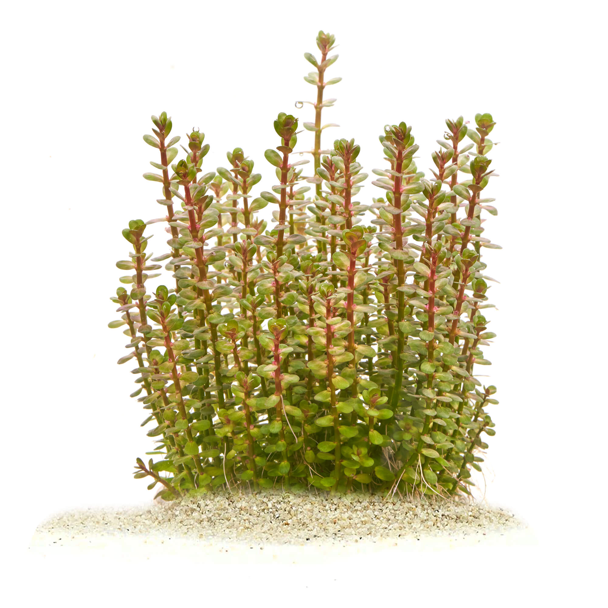 Rotala indica "Bonsai"