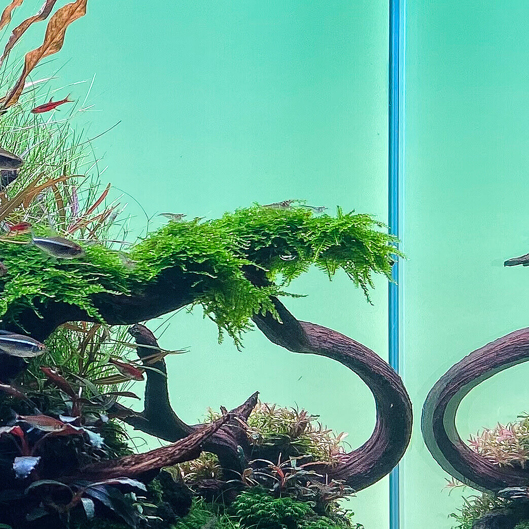 Christmas Moos, ein einfaches Moos für das Aquarium