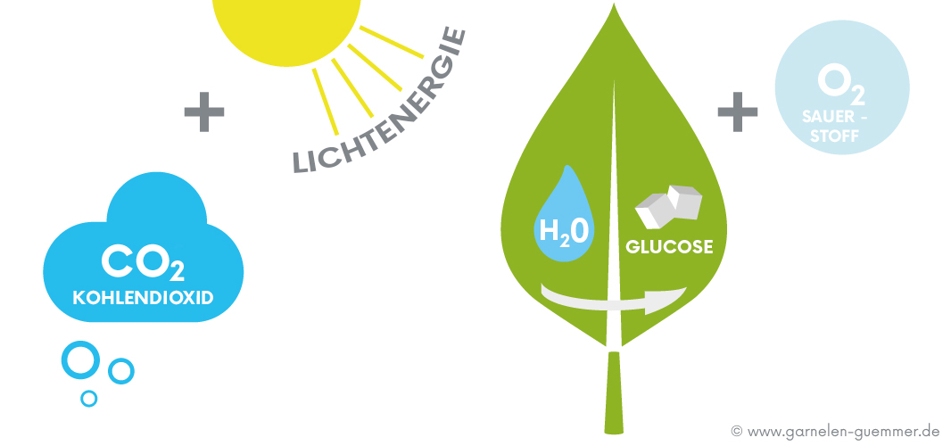 Wieso benötigen Aquarium Pflanzen CO2?