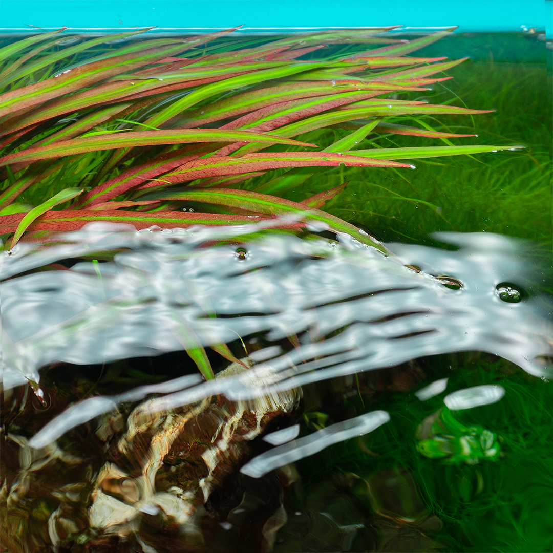 Cryptocoryne spiralis red asiatische Wasserpflanze